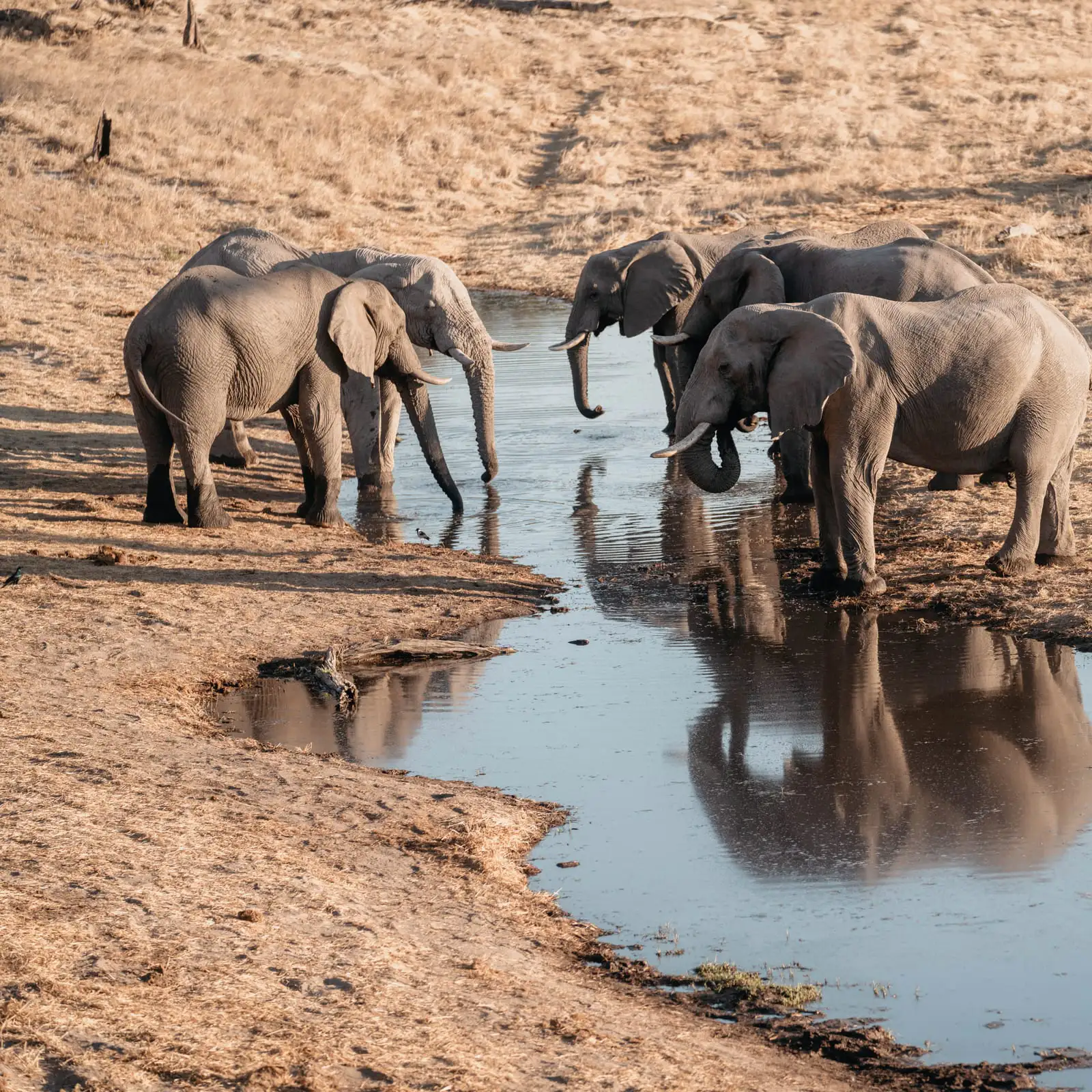 KORE - Savute Elephant Lodge