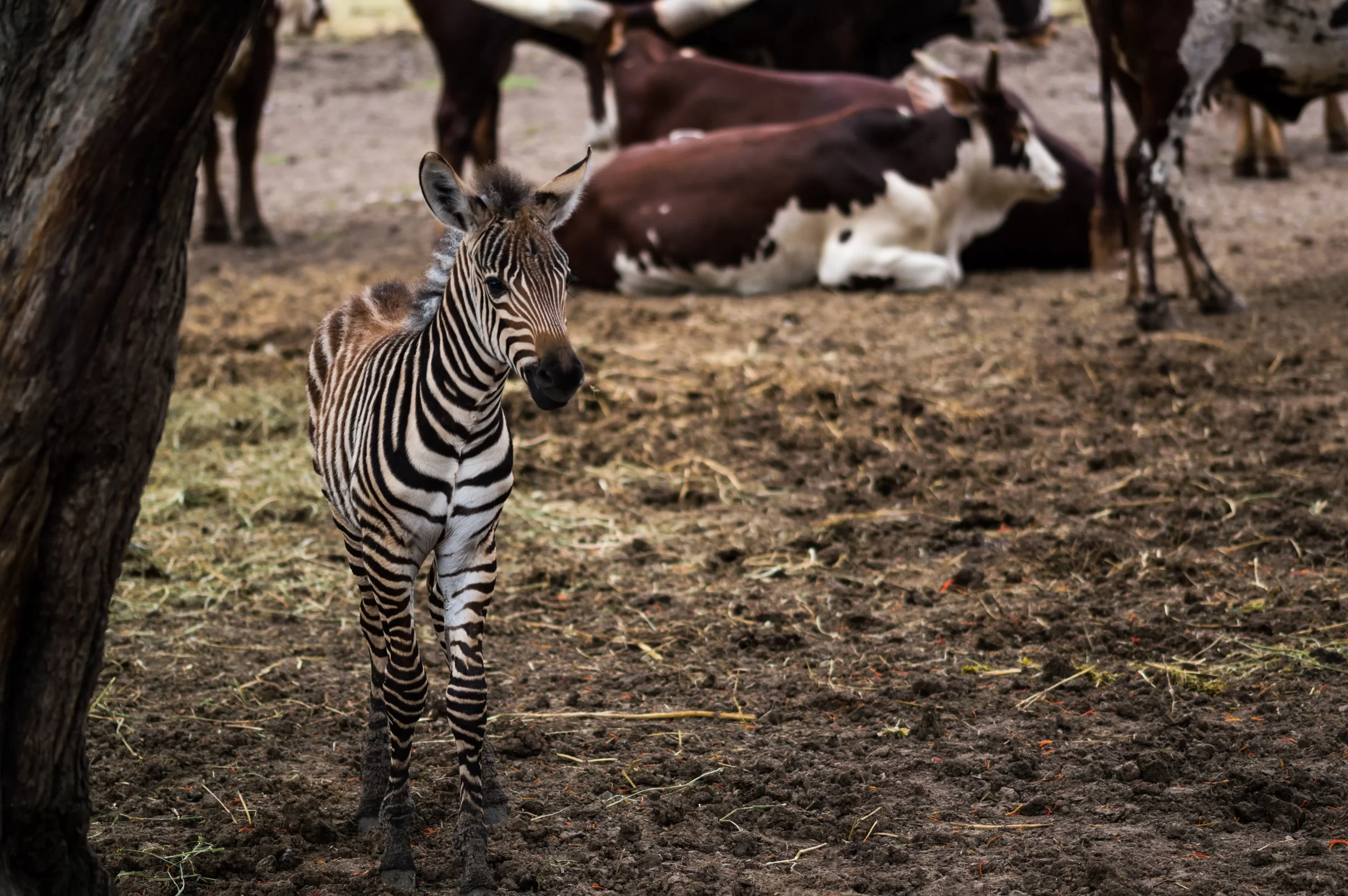 KORE - Khwai River Lodge