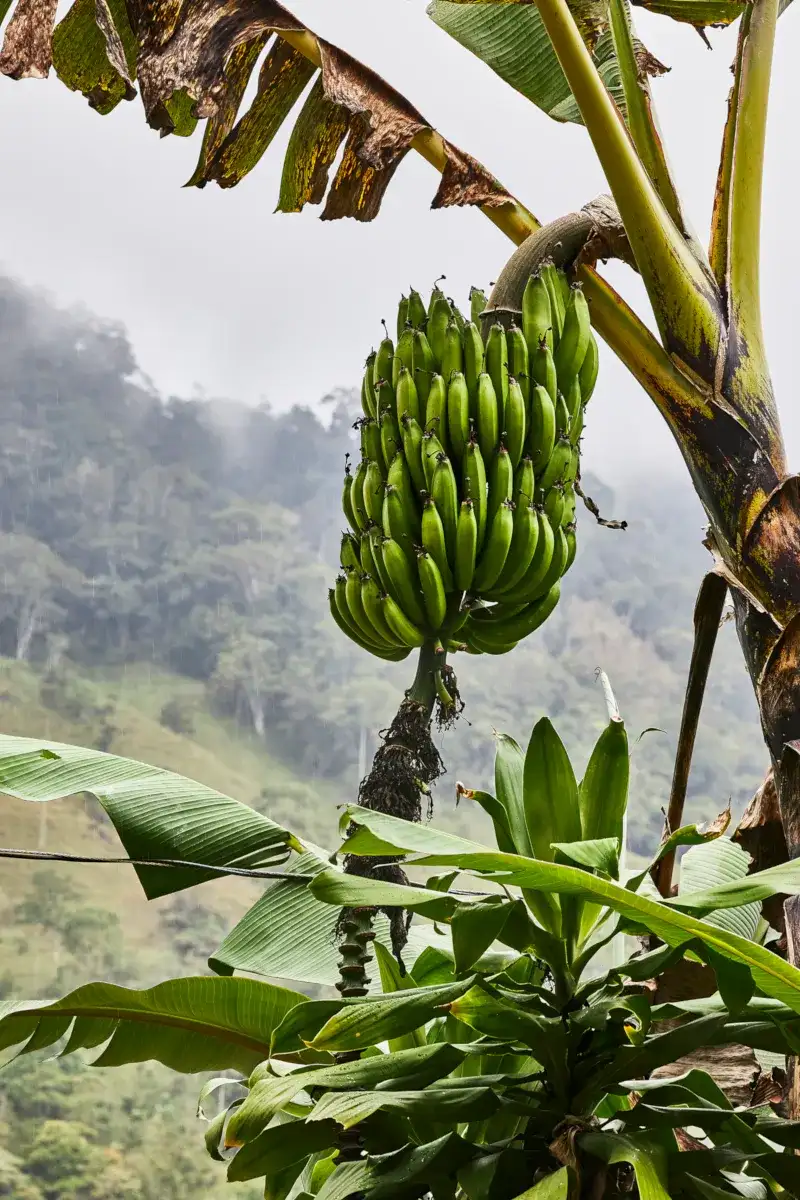 KORE - Hacienda AltaGracia