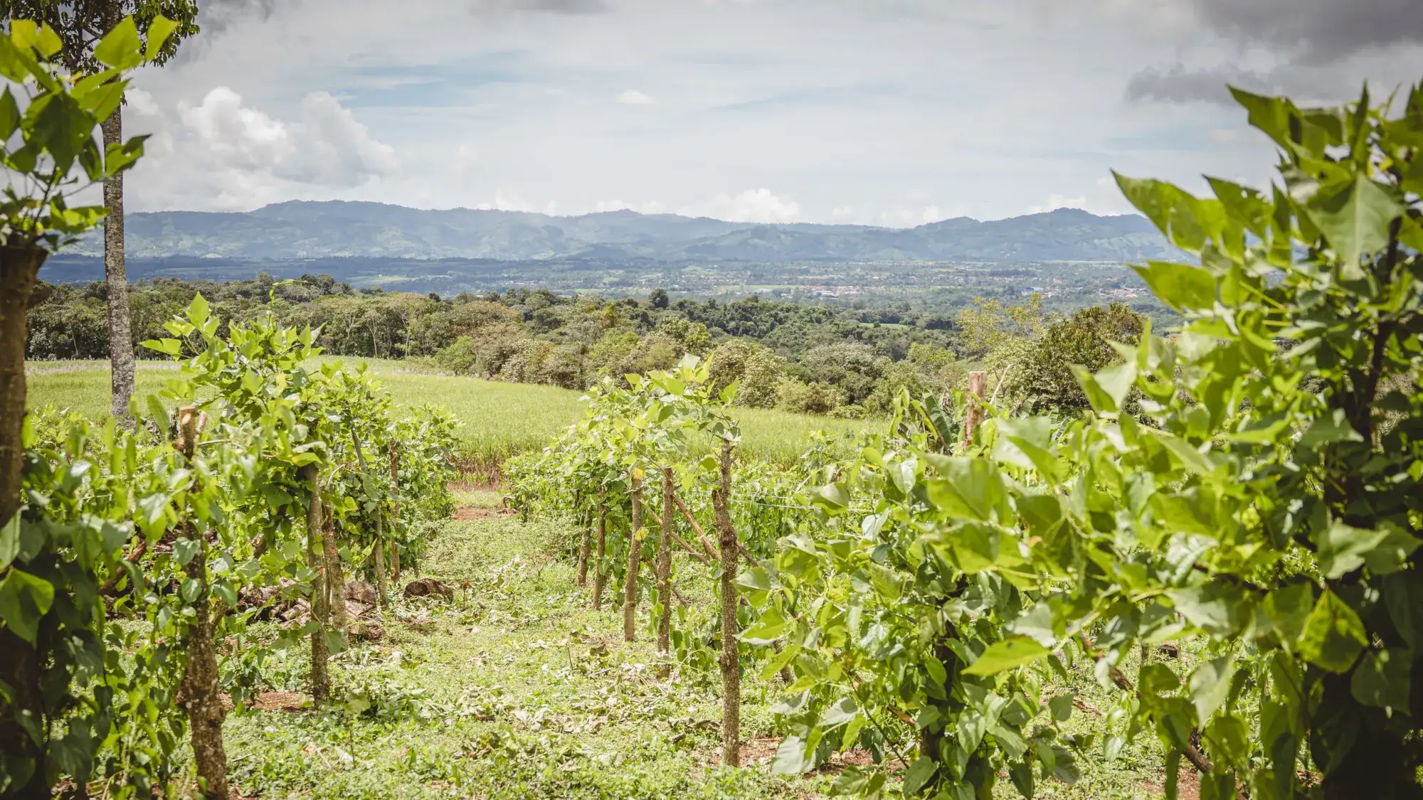 KORE - Hacienda AltaGracia