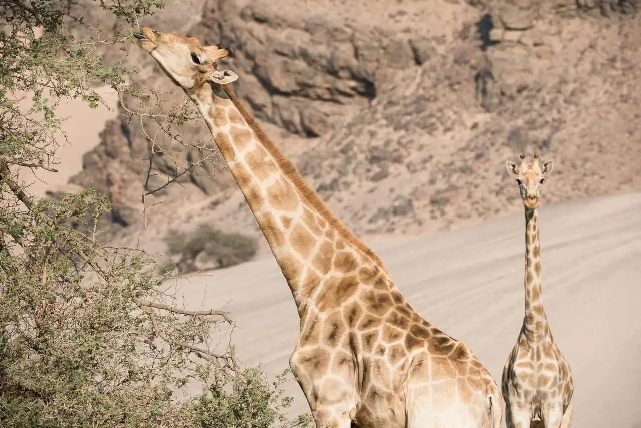 KORE - Hoanib Skeleton Coast Camp