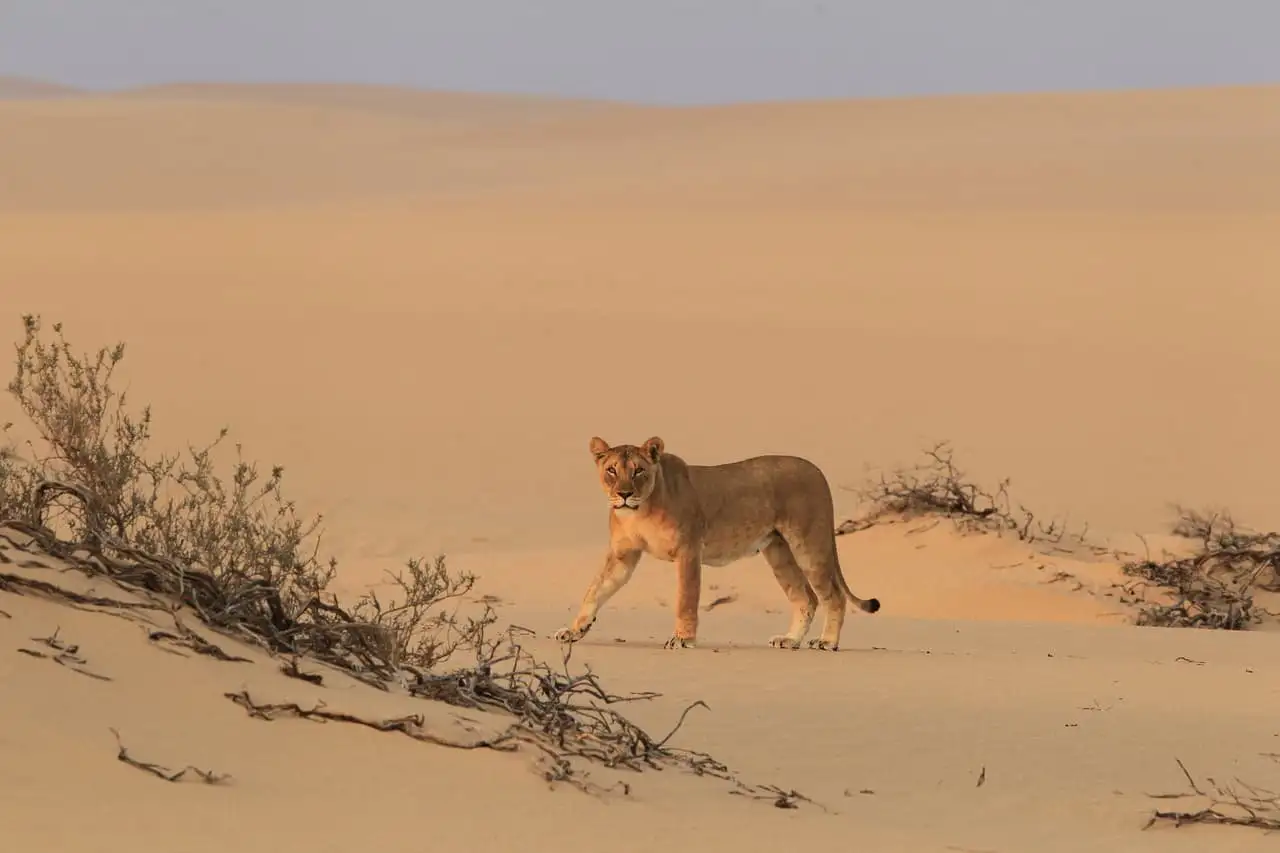 KORE - Hoanib Skeleton Coast Camp