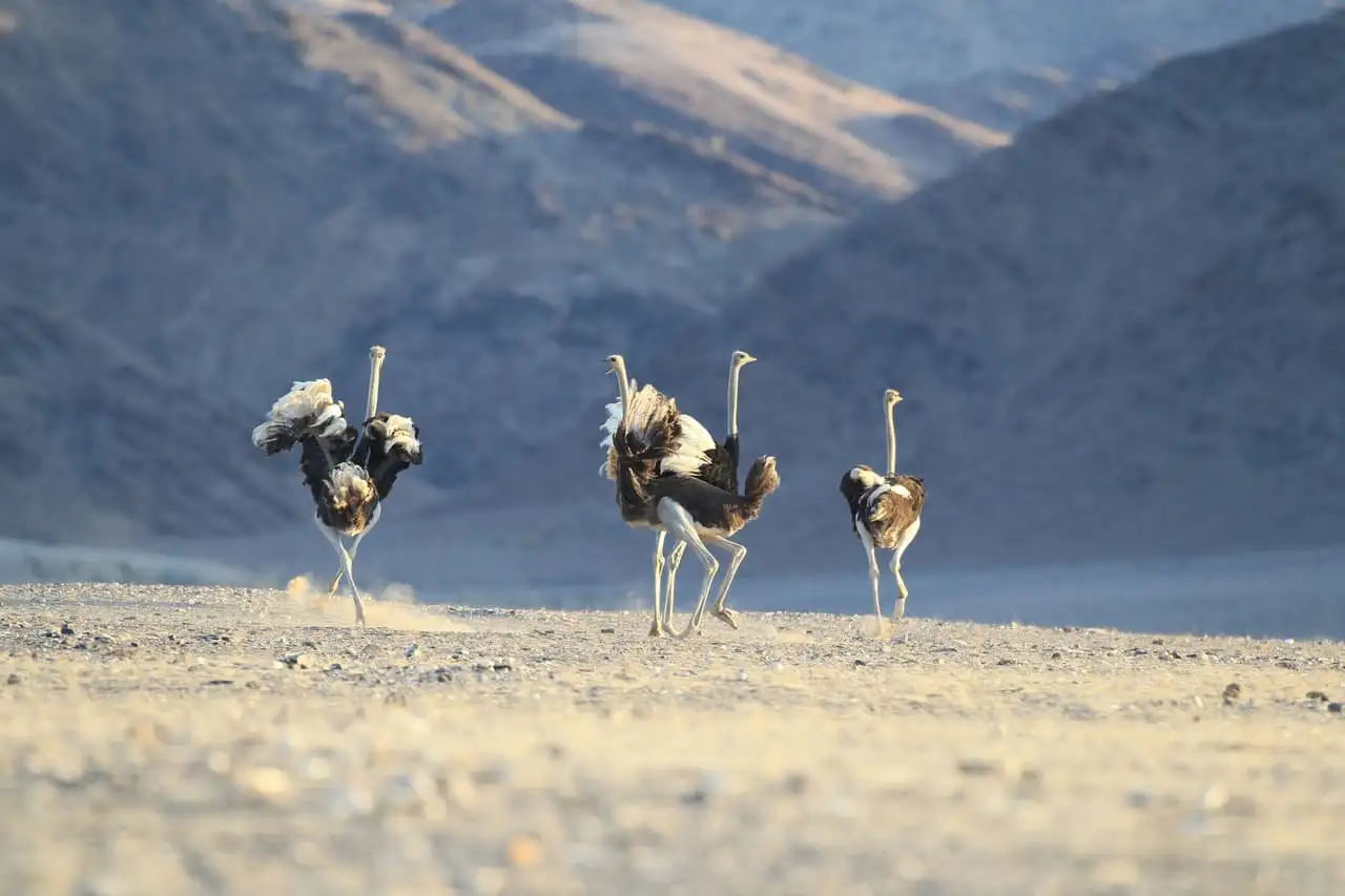 KORE - Hoanib Skeleton Coast Camp