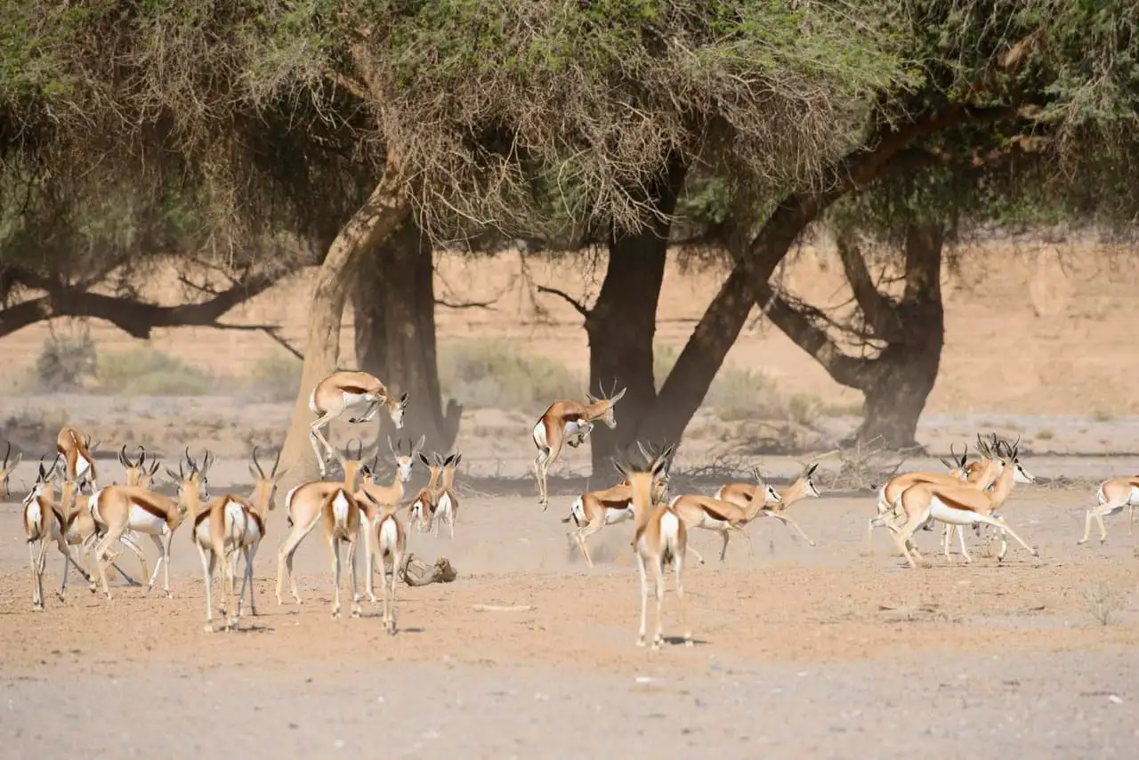 KORE - Hoanib Skeleton Coast Camp