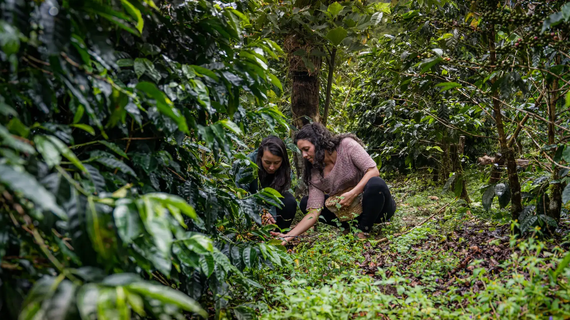 KORE - Hacienda AltaGracia