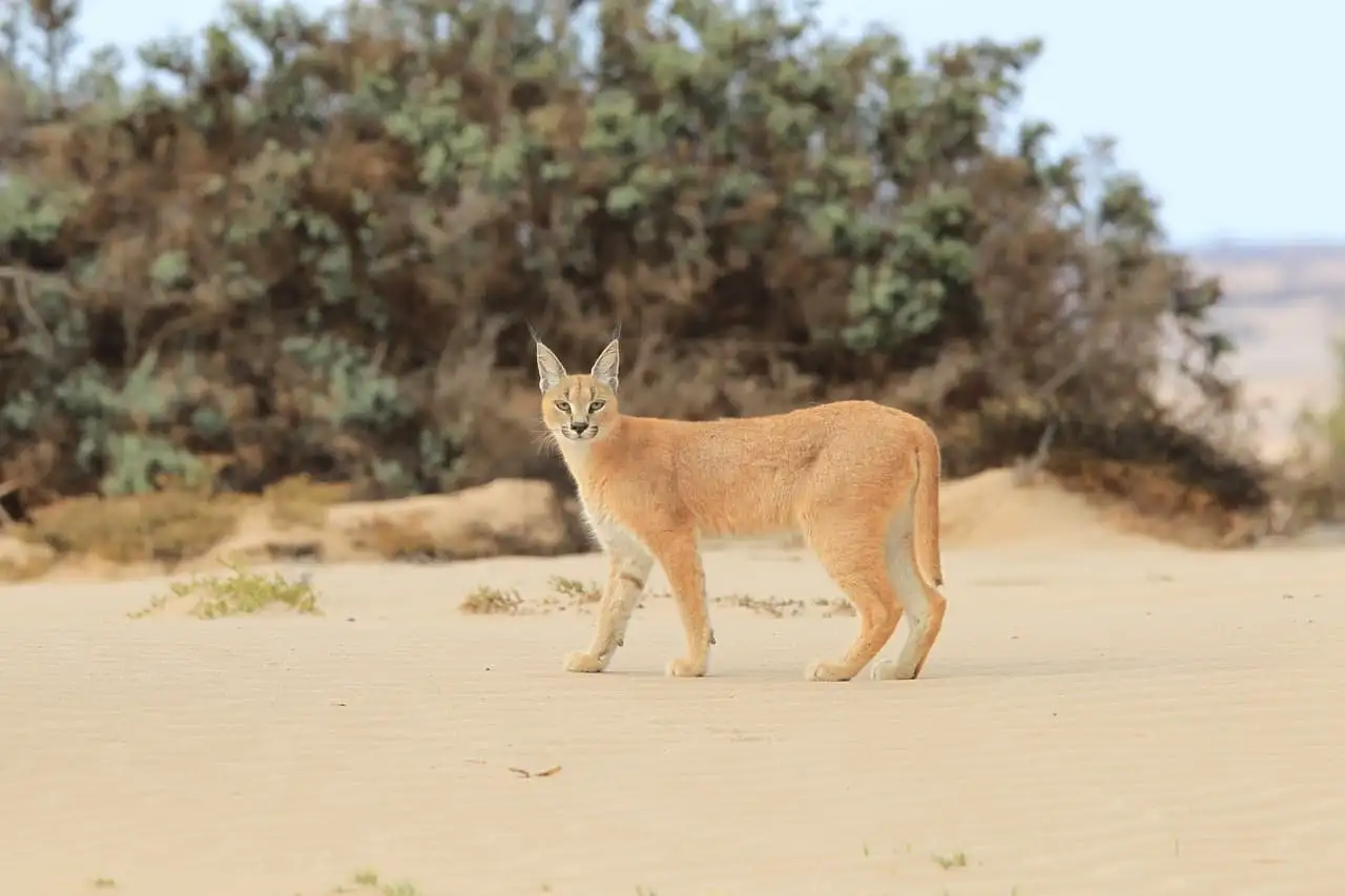 KORE - Hoanib Skeleton Coast Camp