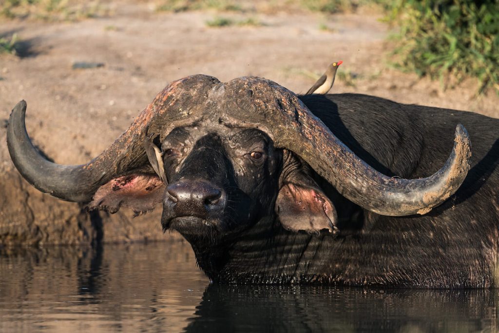 KORE - Kruger Shalati