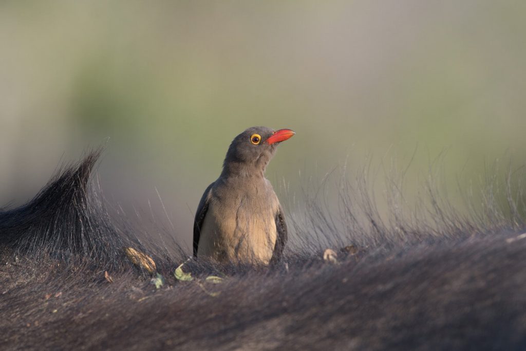 KORE - Kruger Shalati