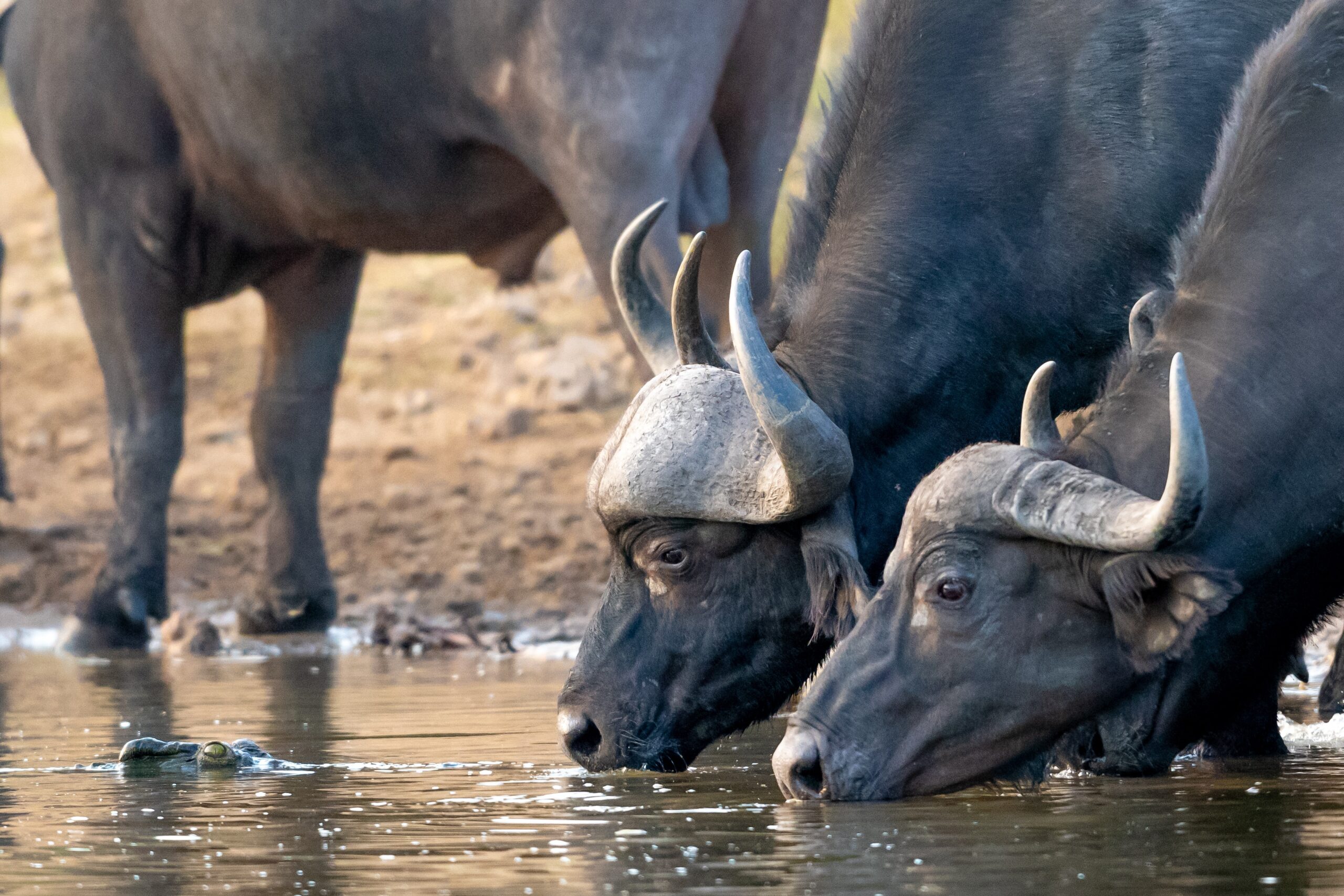 KORE - Ngala Tented Camp