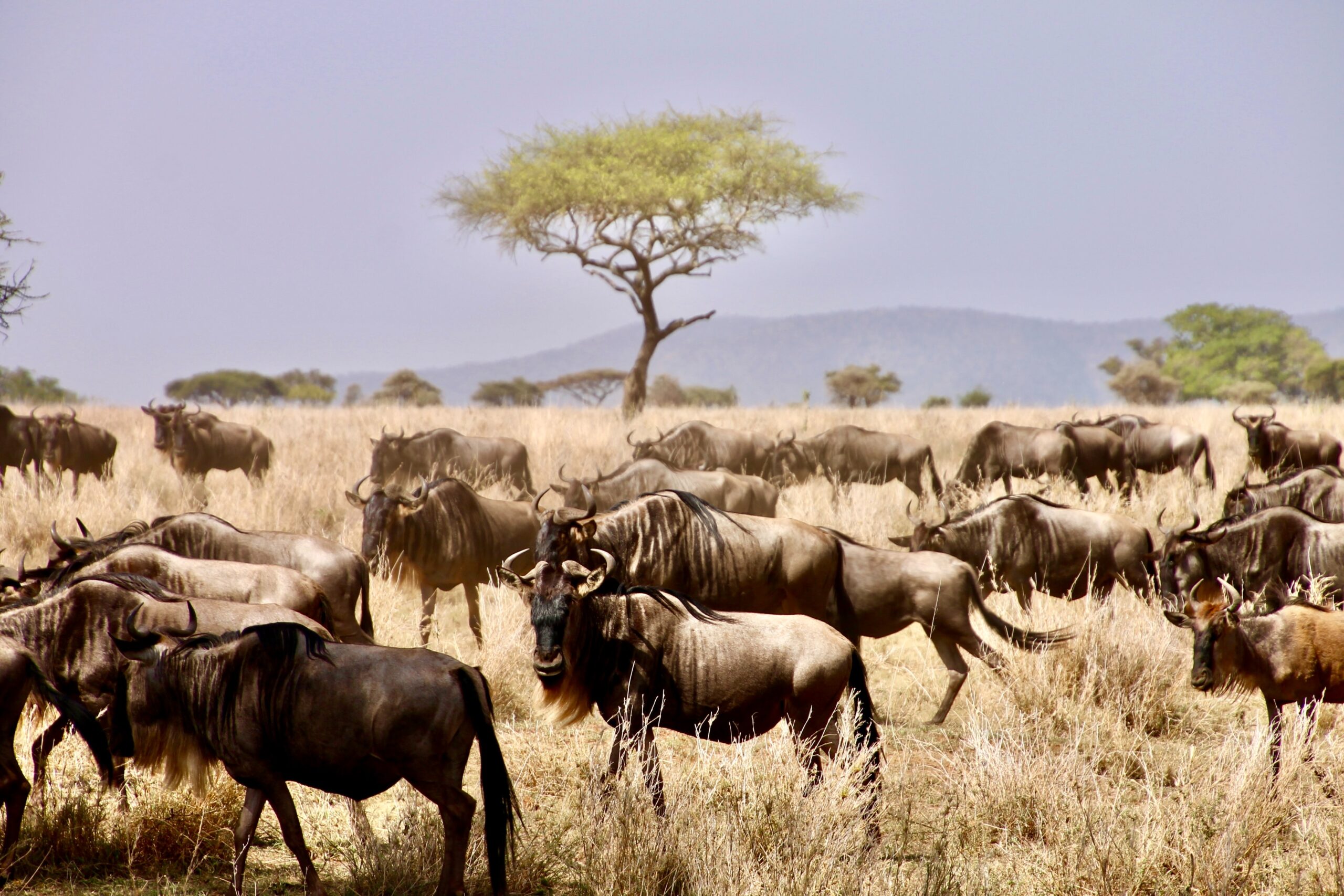 KORE - Serengeti Under Canvas