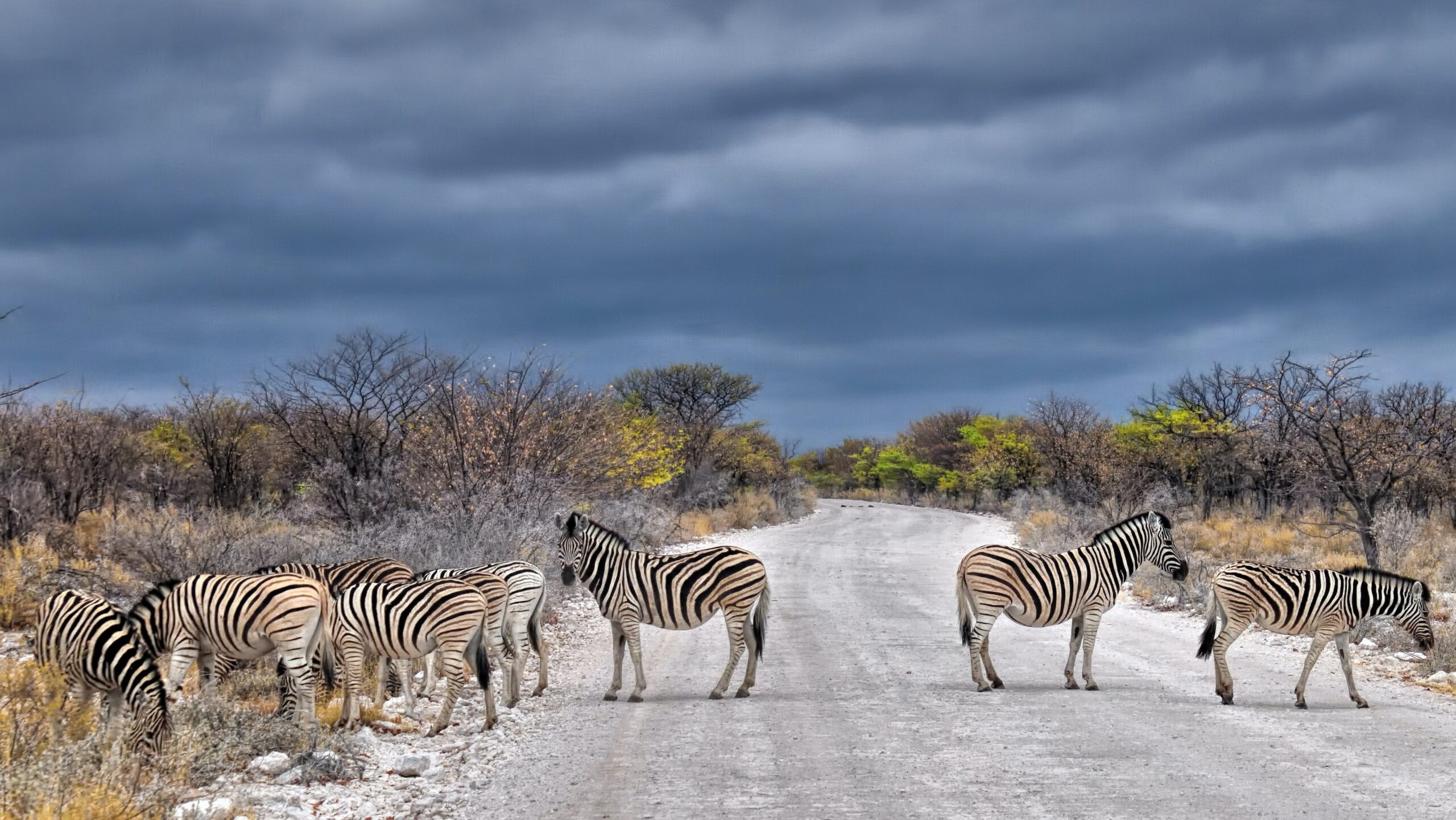 Kore Traveler - Etosha Park Namibia